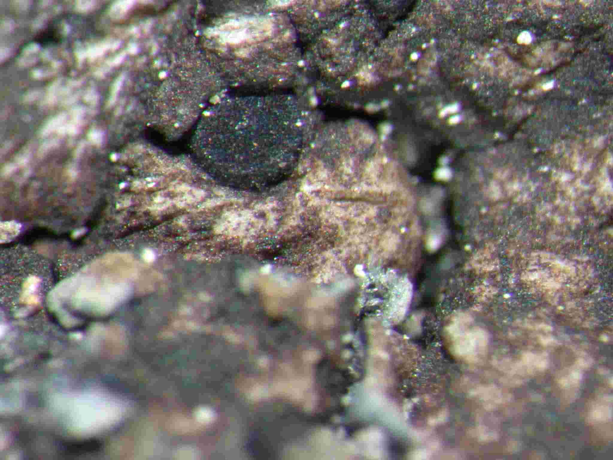 [Toninia plumbina]